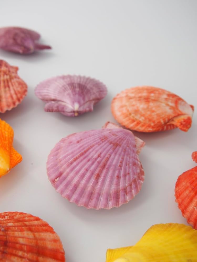 Amazon.co.jp: 【貝殻の問屋さん】ヒオウギガイ両面ミックス